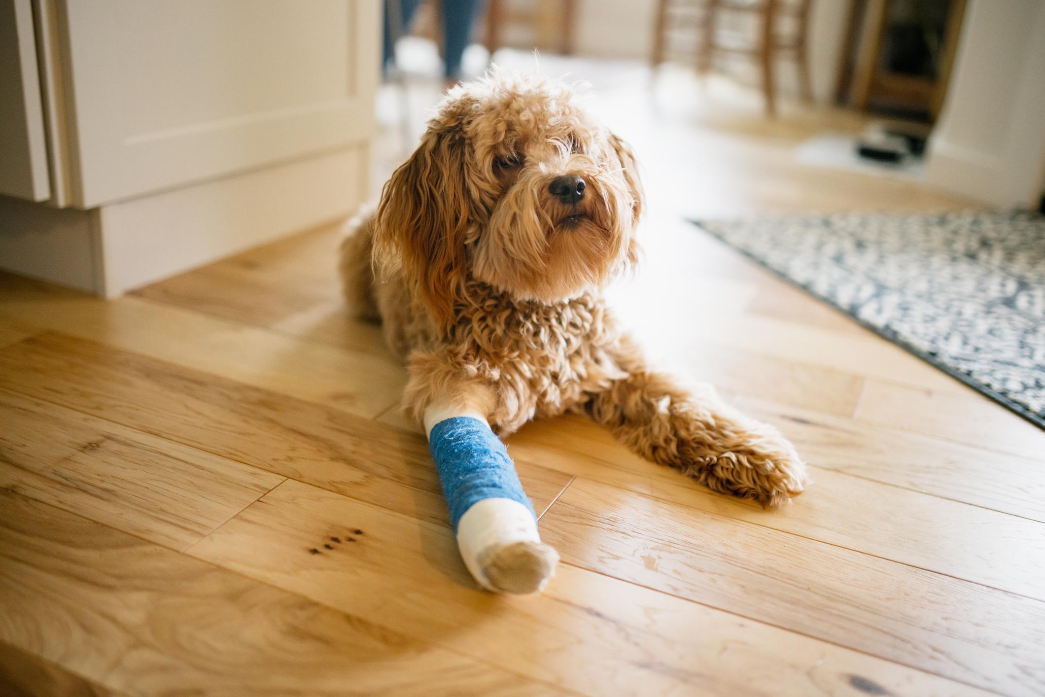 Labradoodle puppy in a blue cast lying on the floor