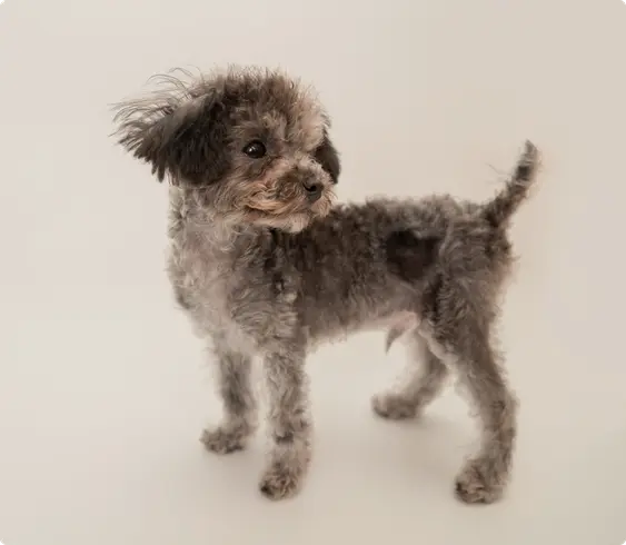 Image of a grey Chipoo looking into the camera