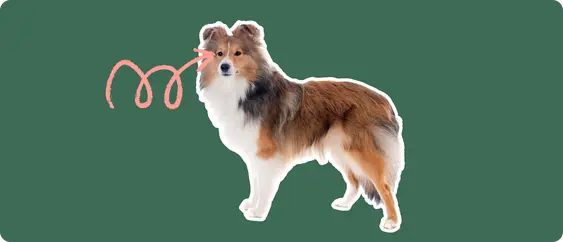 Image of a Shetland Sheepdog with a pink arrow drawn to its eye