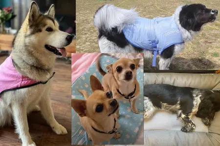 collage of dogs sitting on mats and wearing vests