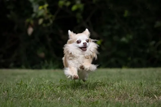 Chihuahua running across the grass