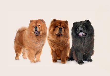 Chow chow dog