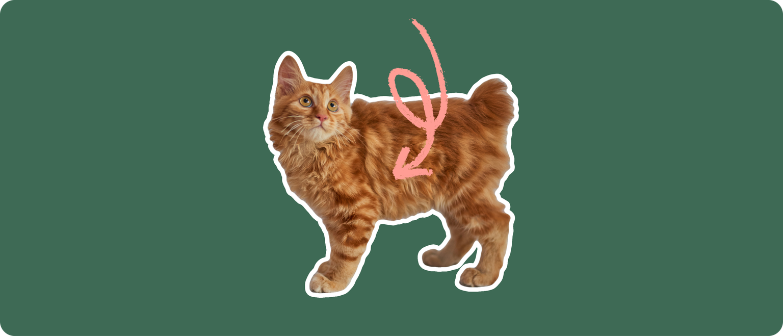 An orange american bobtail cat cut out with a white outline, with a pink arrow pointing to it's body, on a solid green background