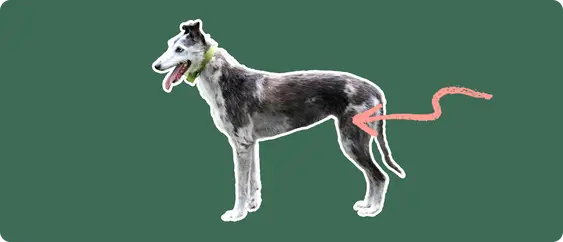 A Lurcher dog cut out with white outline on a green background with a pink arrow pointing toward it's back hip