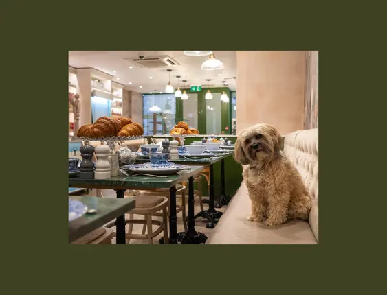 A small cute, scruffy dog, sat on a chair next to a table full of pretty crockery and yummy pastries.