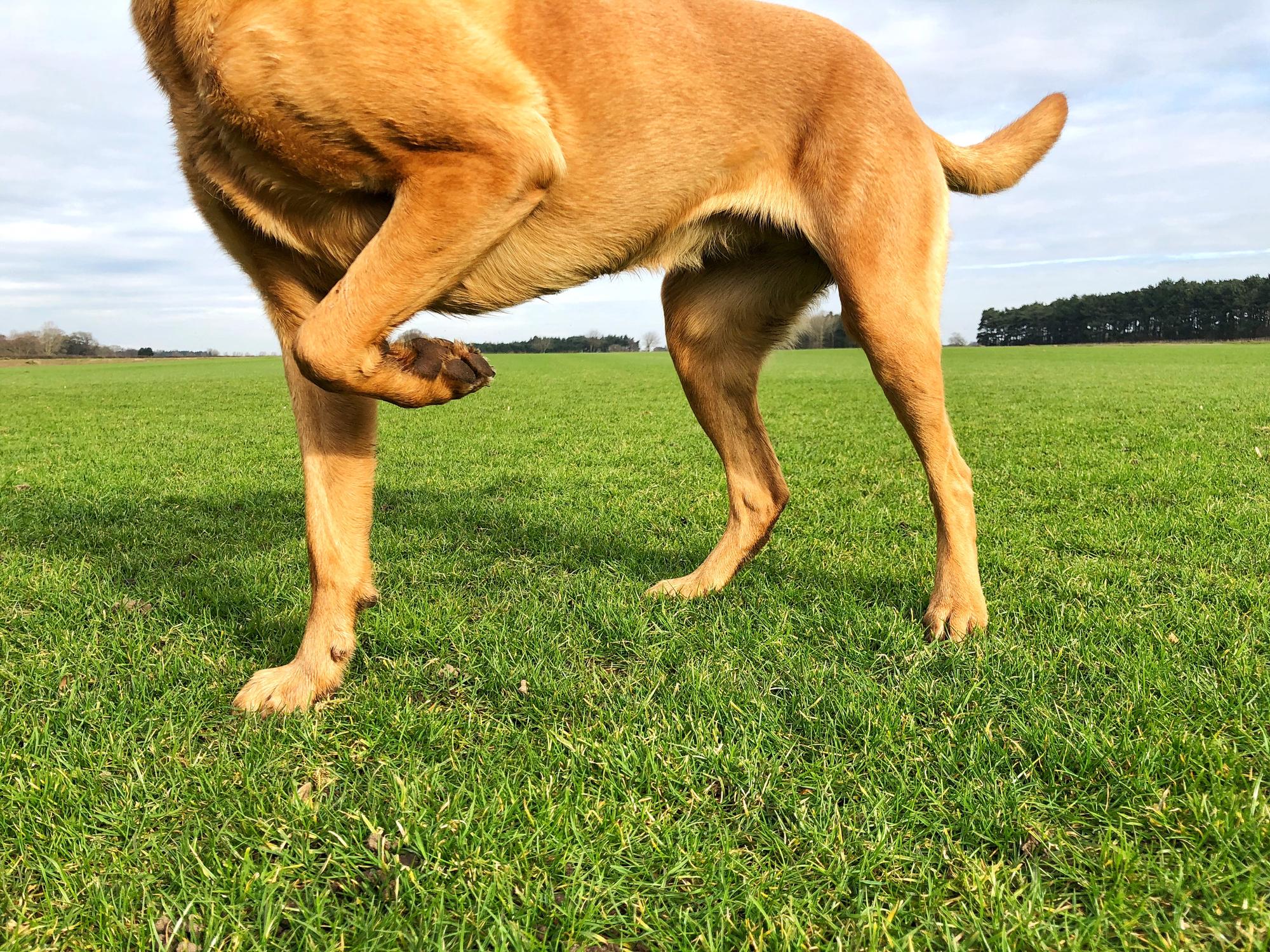 Labrador Retriever in a field with a limp
