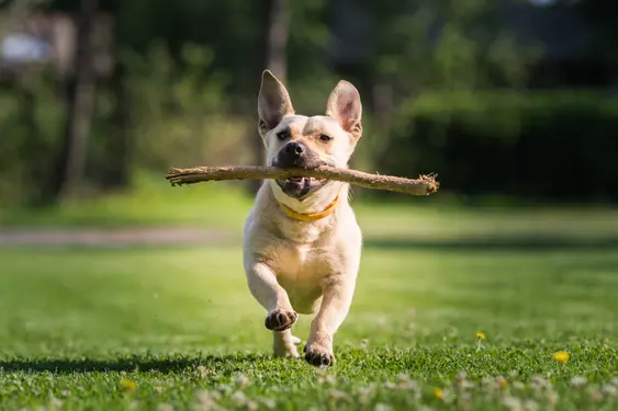 Dog running with a stick into the camera