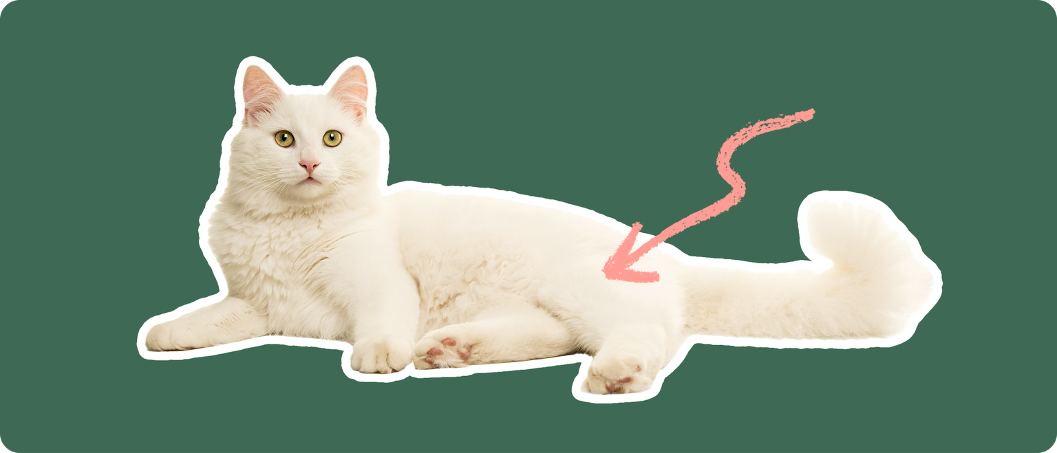 A Himalayan cat cut out with a white outline on a green background with a pink arrow pointing to its back hip