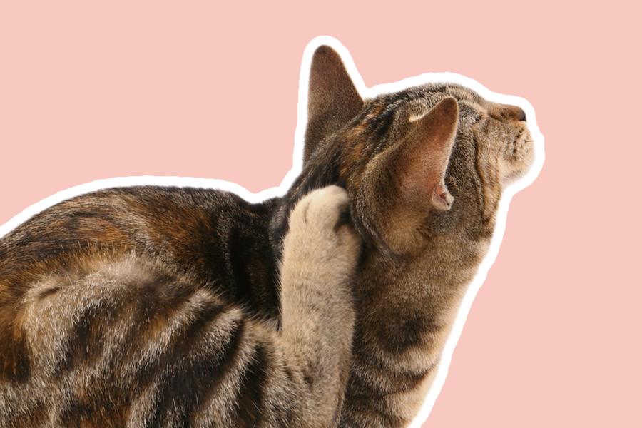 A cut out of a cat scratching it's ear, with a white outline, on a light pink background