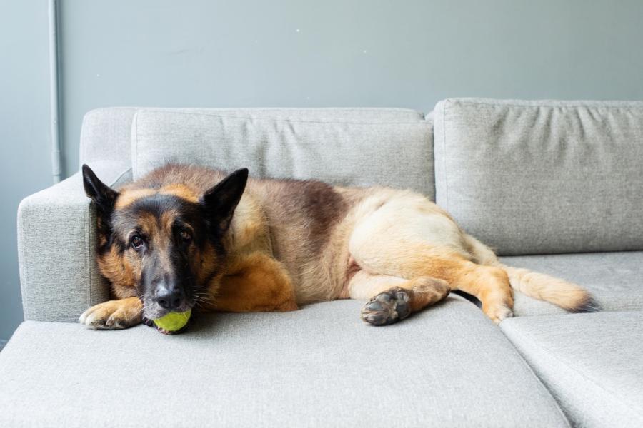 Senior German Shepherd Dog resting on a gray sofa with a yellow ball in his mouth