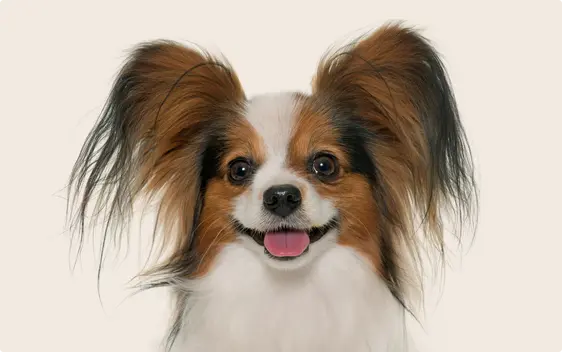 Papillon