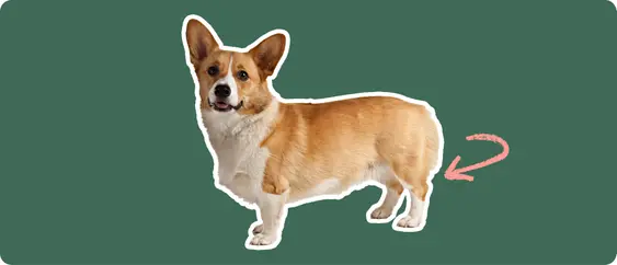 Corgi