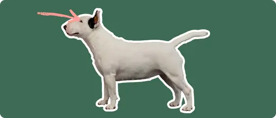 Image of a Bull Terrier with a pink arrow drawn to its eye