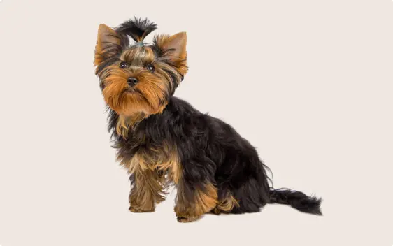 Yorkshire terrier