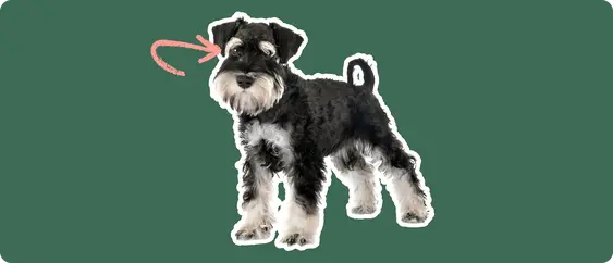 Image of a black Mini Schnauzer with a pink arrow drawn to its eye