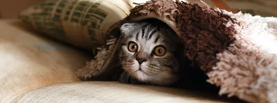 Kitten hiding under a rug