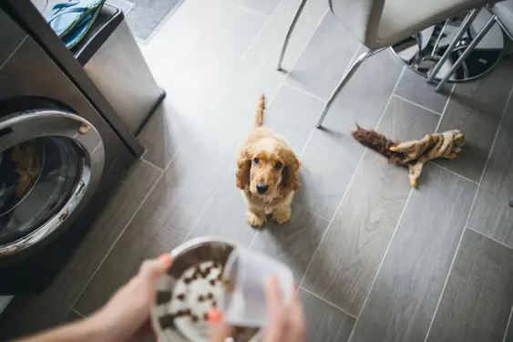 woman feeding her cocker spaniel