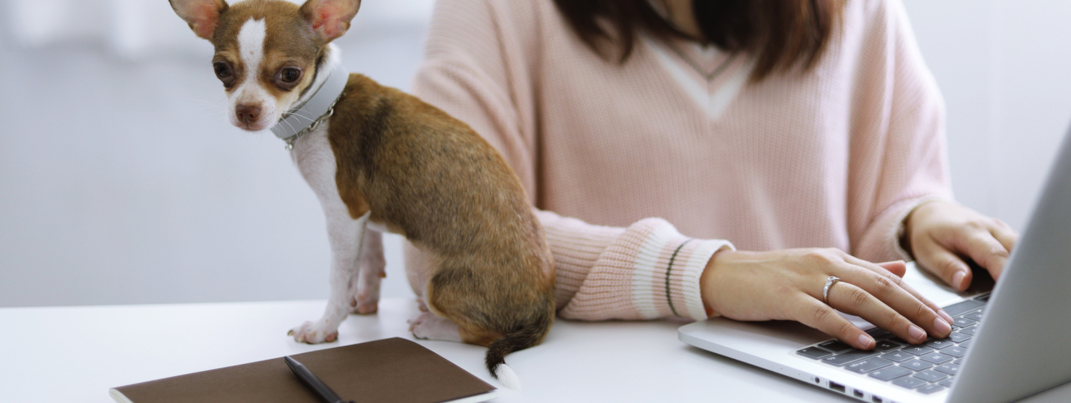 Puppy next to a woman on her laptop