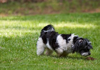 Dog sniffing poo