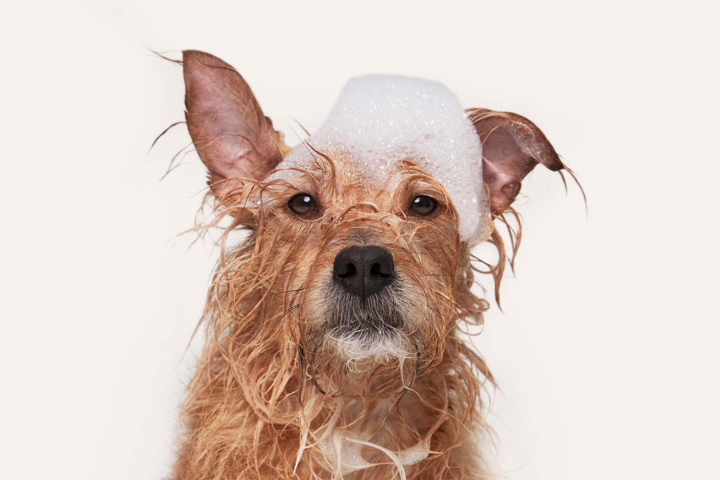 scruffy wet dog with brown eyes and tan fur looks directly at camera with suds on top of head