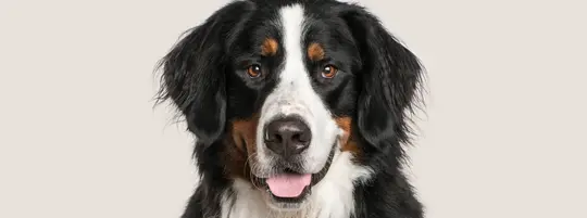 Bernese Mountain Dog