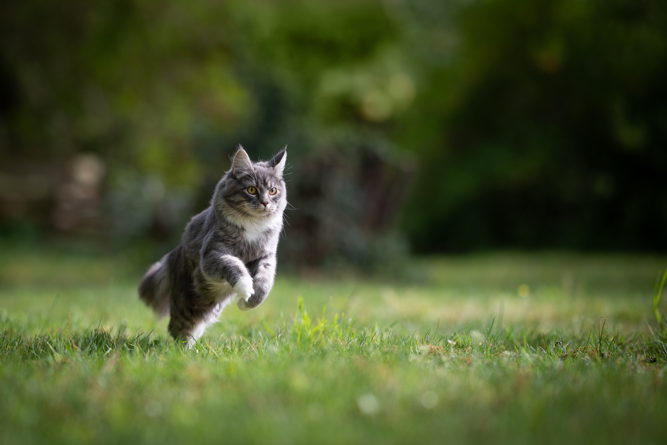 Cat running outdoors on some grass