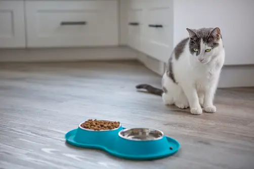 grey and white adult cat with green eyes standing near food and water dishes. not approaching dish, seems to have lost appetite.