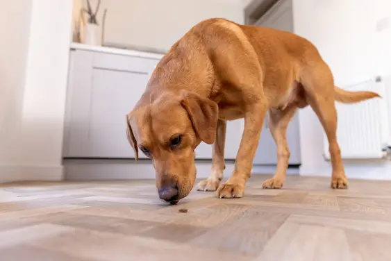 A brown dog sniffs the floor looking for scraps of food