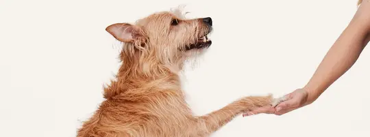 dog giving paw