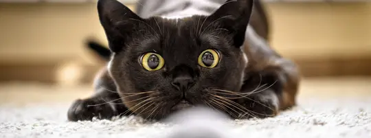 Cat hunting to mouse at home, Burmese cat face before attack close-up. Portrait of funny domestic kitten plays indoor. Look of happy Burma cat preparing to jump. Eyes of playful pet wanting to pounce.