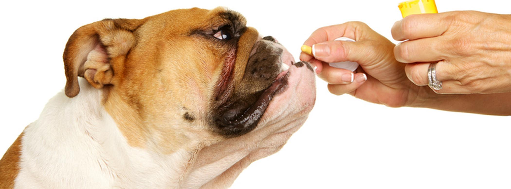 Dog sniffing pill