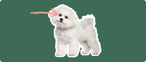 A fluffy white Bichon Frise with a soft, curly coat, standing alert and looking forward. A pink arrow points towards one of the dog's eyes, on a dark green background, indicating a focus on eye health, possibly referencing cataracts.
