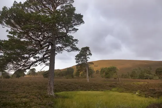 Image of some windswept trees on Mar Lodge Estate on an overcast day