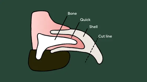 A diagram shows how a dog's nails look on the body