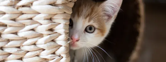 white and orange kitten with green eyes peeks out from behind a hiding spot in a basket