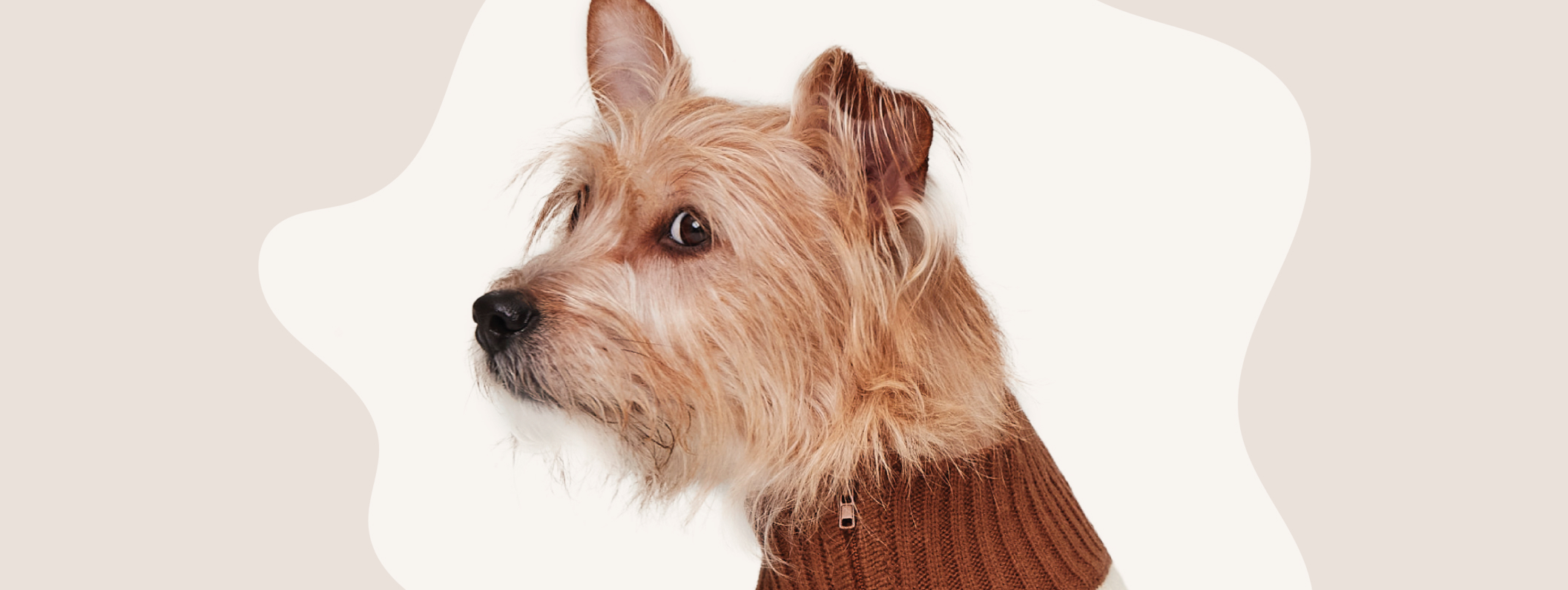 A small, scruffy tan dog wearing a brown sweater, looking to the left against a beige background.
