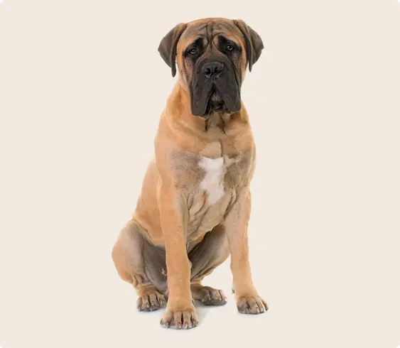Bullmastiff