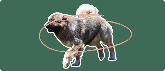 Caucasian Shepherd with a pink circle drawn around its body