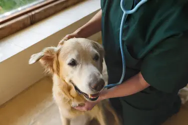 golden retriever and vet