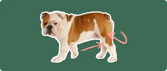 English bulldog