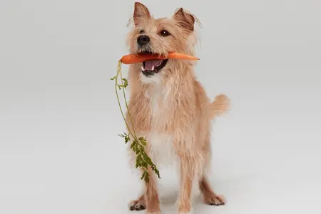 Dog with carrot