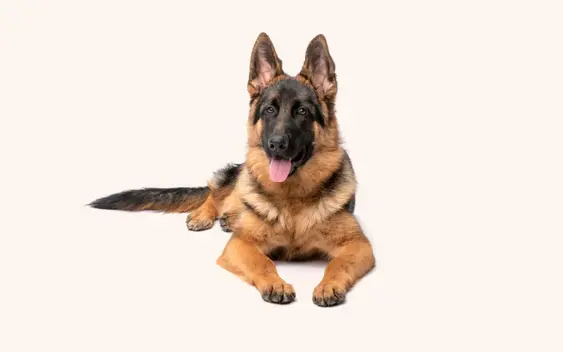 A German Shepherd lying down with ears perked up and tongue out, featuring a black and tan coat, looking forward with a playful gaze, against a cream background.