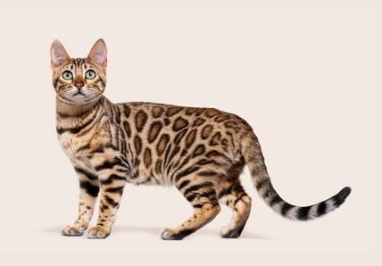 A spotted cat looks into the camera on a beige background