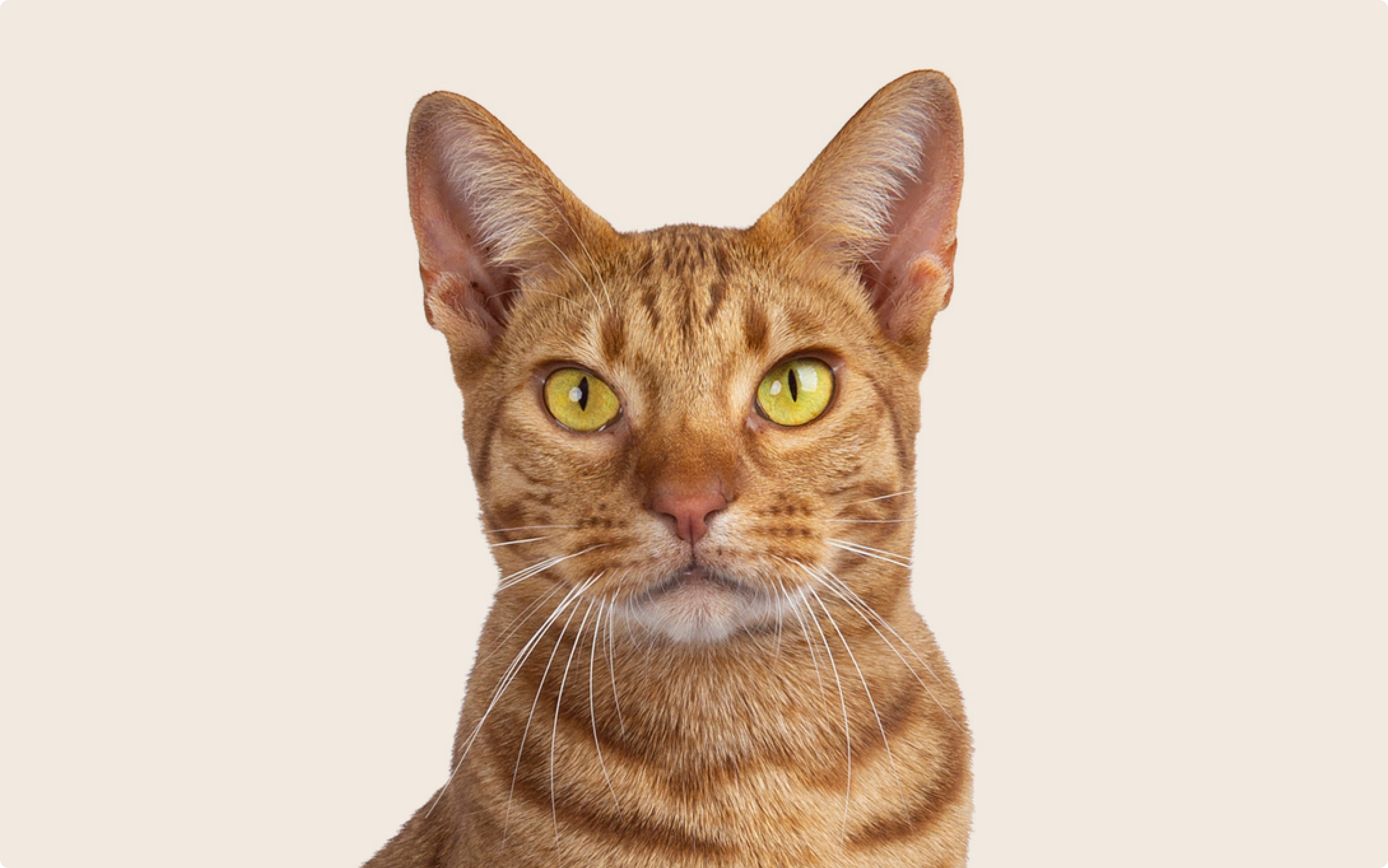 Close up of an Ocicat cat with yellow eyes
