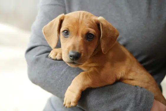 dachshund puppy on hands looking in camera