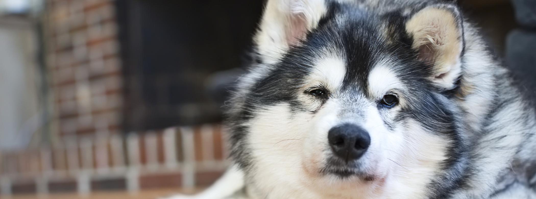 Alaskan Klee Kai dog is sitting on a wood floor in front of a fireplace. This dog has Cushing's disease and one of the side effects is extreme thirst and panting. The red on his coat is from excess hormone secretions that are also caused by the disease