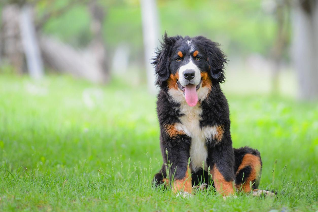 Bernese Mountain dog sitting on the grass