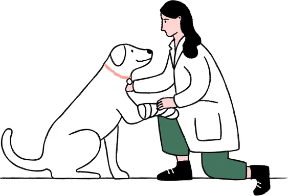 A dog with a bandaged paw being stroked by a vet