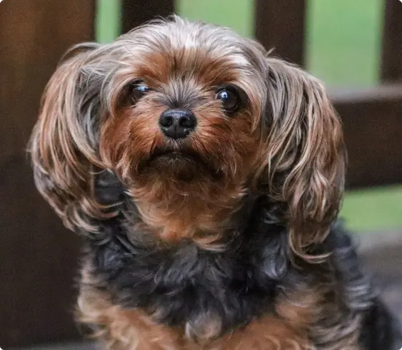 Yorkipoo