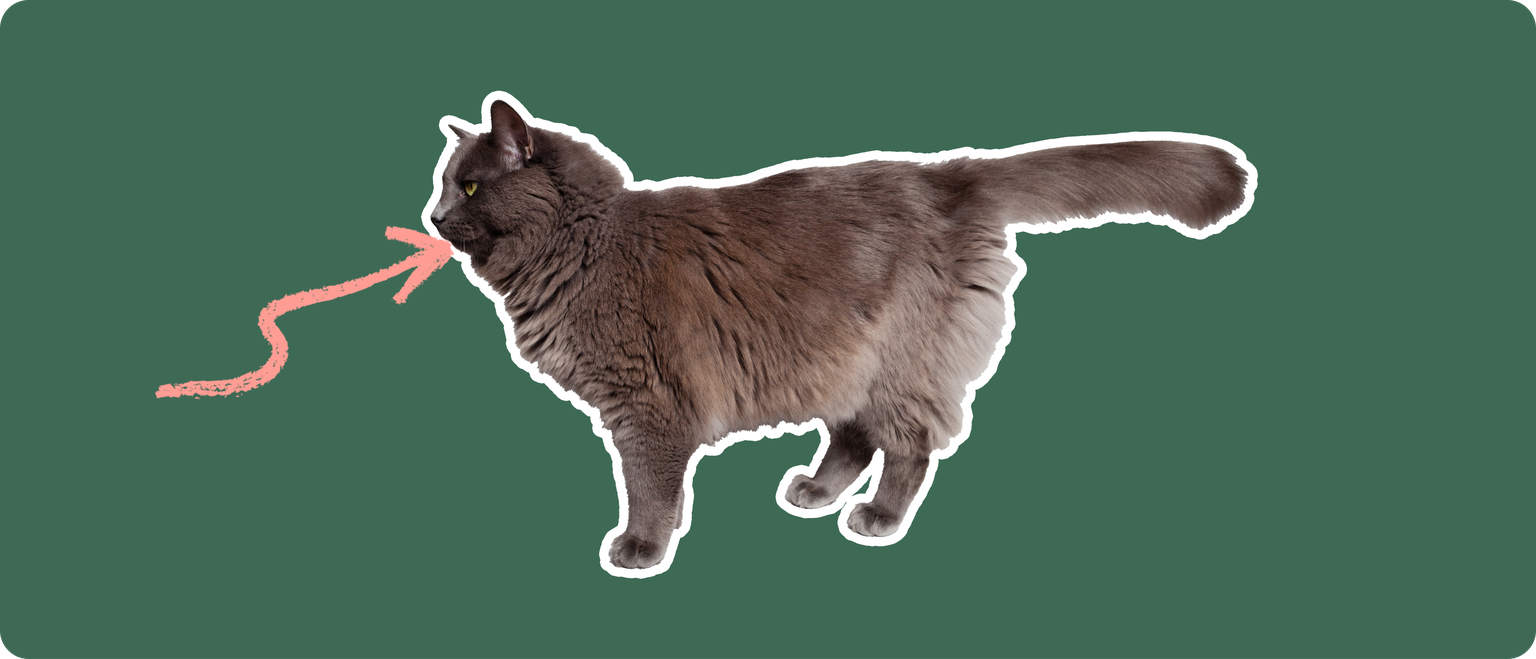 The sideview of a fluffy dark grey cat cut out with a white outline, with a pink arrow pointing to it's mouth, on a solid green background